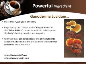 og-ganoderma-lucidum